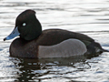 Ferrginous Duck x Tufted Duck hybrid